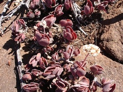 Crassula swaziensis
