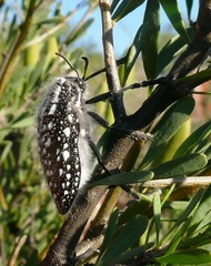 Julodis recenta