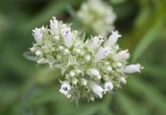 Agathisanthemum bojeri