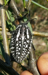 Julodis recenta