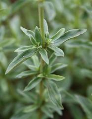 Agathisanthemum bojeri