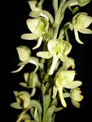 Habenaria epipactidea
