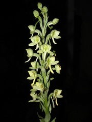 Habenaria epipactidea