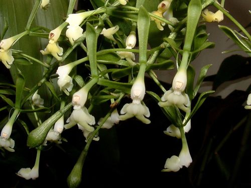 Epidendrum piliferum Rchb.f. 3