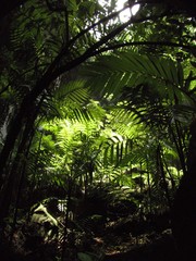 Chamaedorea tepejilote