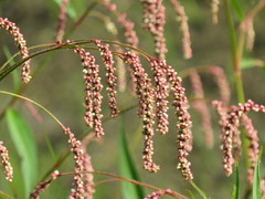 Persicaria careyi