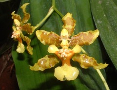 Oncidium lineoligerum