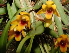Maxillaria variabilis