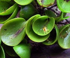 Lepanthes helleri