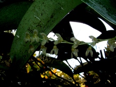 Stelis gelida