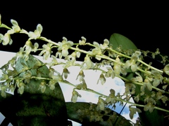 Stelis gelida