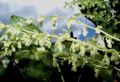 Stelis gelida