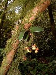 Leochilus leochilinus