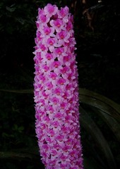 Arpophyllum giganteum