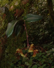 Leochilus leochilinus