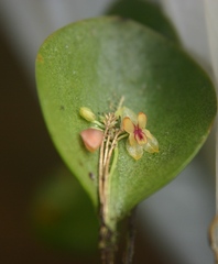Lepanthes helleri
