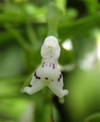 Epidendrum piliferum