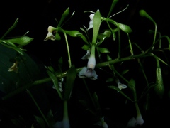 Epidendrum piliferum