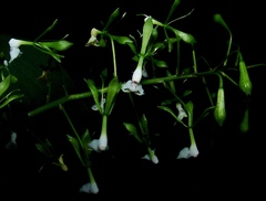 Epidendrum piliferum