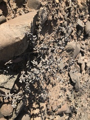 Juttadinteria albata