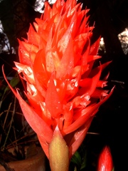 Stenorrhynchos glicensteinii