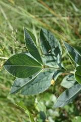 Argyrolobium robustum