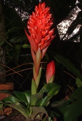 Stenorrhynchos glicensteinii