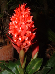 Stenorrhynchos glicensteinii