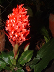 Stenorrhynchos glicensteinii