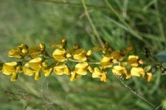 Argyrolobium robustum