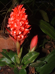 Stenorrhynchos glicensteinii