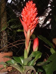 Stenorrhynchos glicensteinii