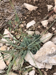 Linum berlandieri filifolium