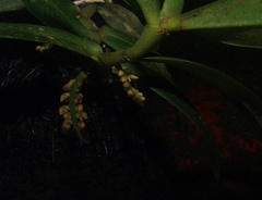 Campylocentrum schiedei