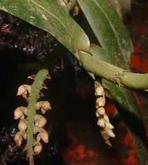 Campylocentrum schiedei