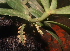 Campylocentrum schiedei