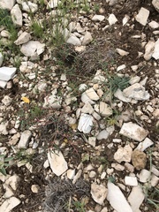 Linum berlandieri filifolium