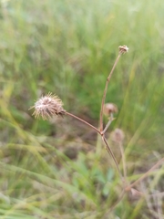 Geum macrophyllum perincisum