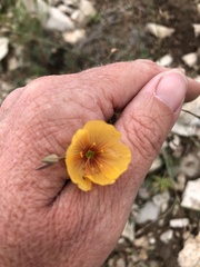 Linum berlandieri filifolium
