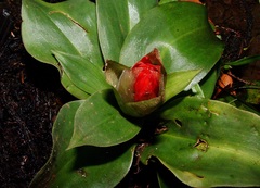 Stenorrhynchos glicensteinii