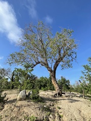 Nahuatlea arborescens