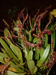 Stelis fulva