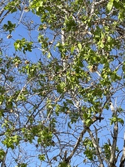 Nahuatlea arborescens