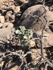 Pelargonium klinghardtense