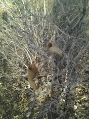 Syringa