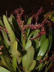 Stelis fulva