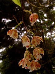 Leochilus leochilinus