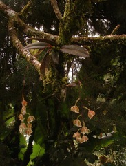 Leochilus leochilinus