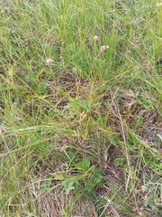 Geum macrophyllum perincisum