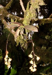 Leochilus leochilinus